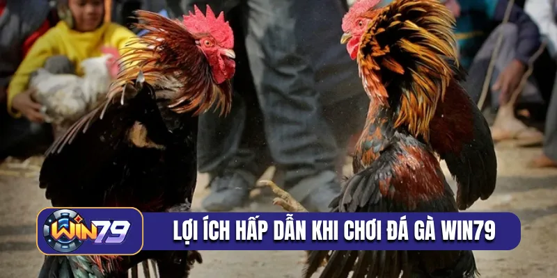 Lợi ích hấp dẫn khi chơi đá gà Win79