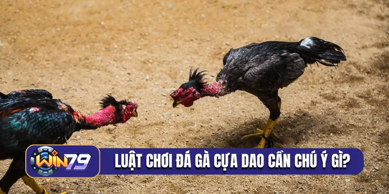 Luật chơi trong đá gà cựa dao cần chú ý điều gì?