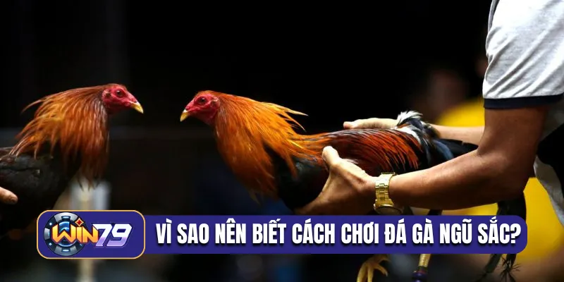 Vì sao nên biết cách chơi đá gà ngũ sắc?